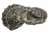 Long Partially Enrolled Austerops Trilobite - Morocco #296587-1